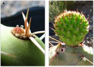 Extra-floral nectaries of Opuntia sulphurea. Photo: Marina Alma.
